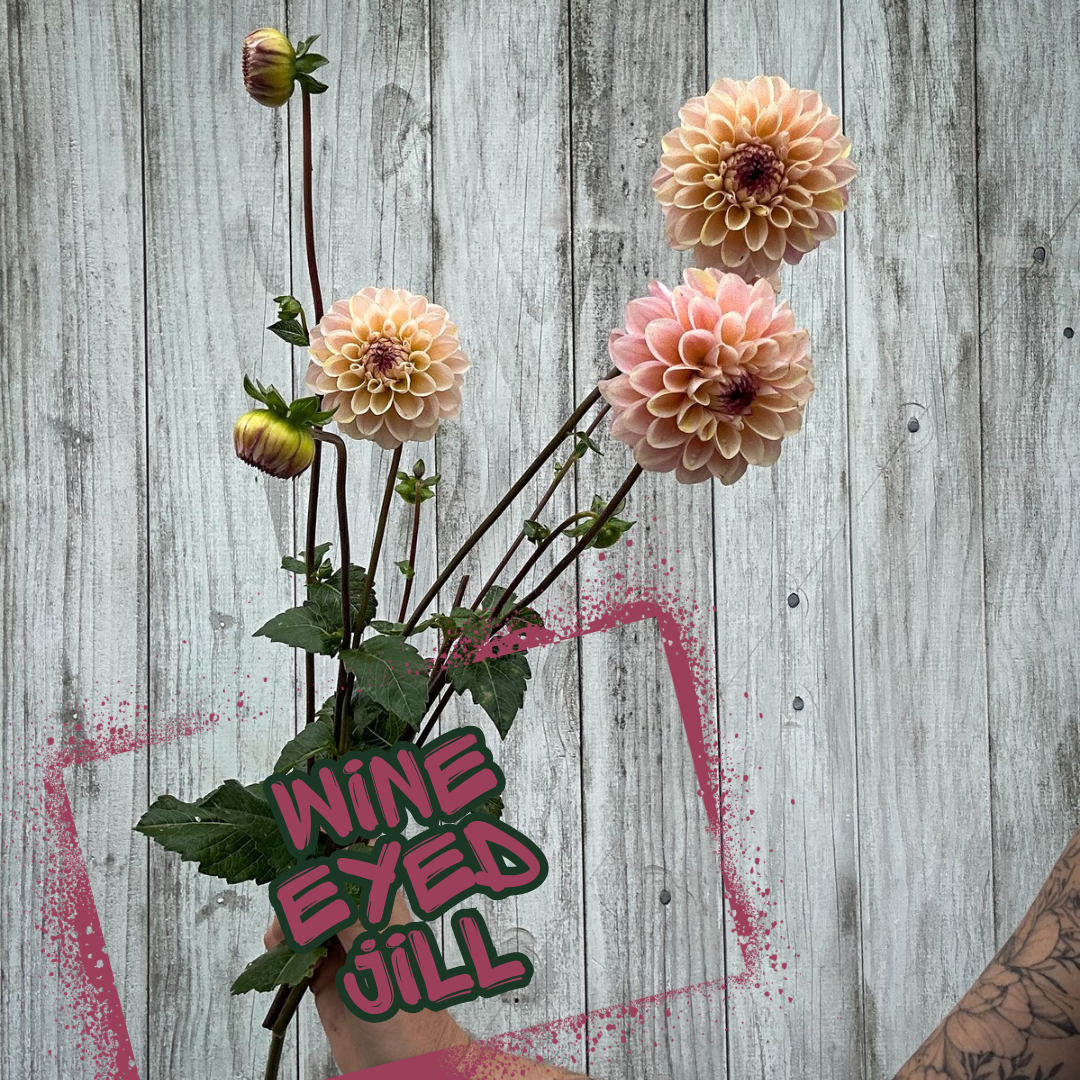 Wine Eyed Jill Dahlia Tuber