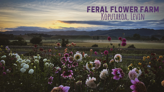 From Seed to Chaos: Growing Dahlias the Wildstyler Way
