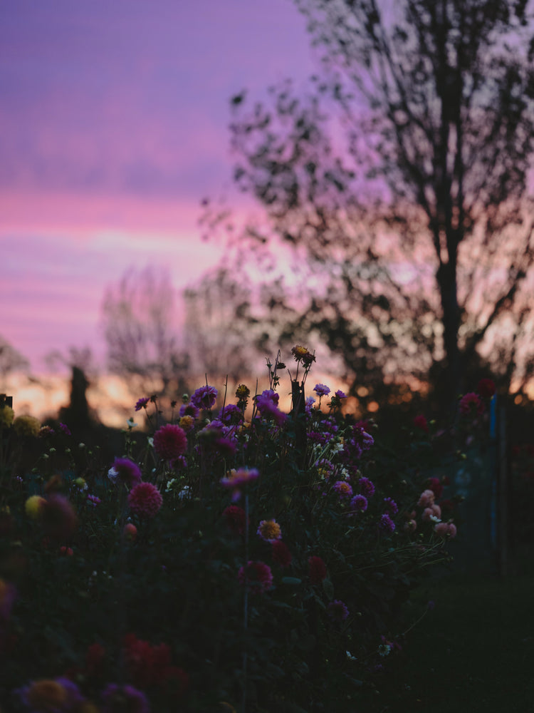 Dahlia Farm Picnics | Feral Flower Farm | Levin, NZ
