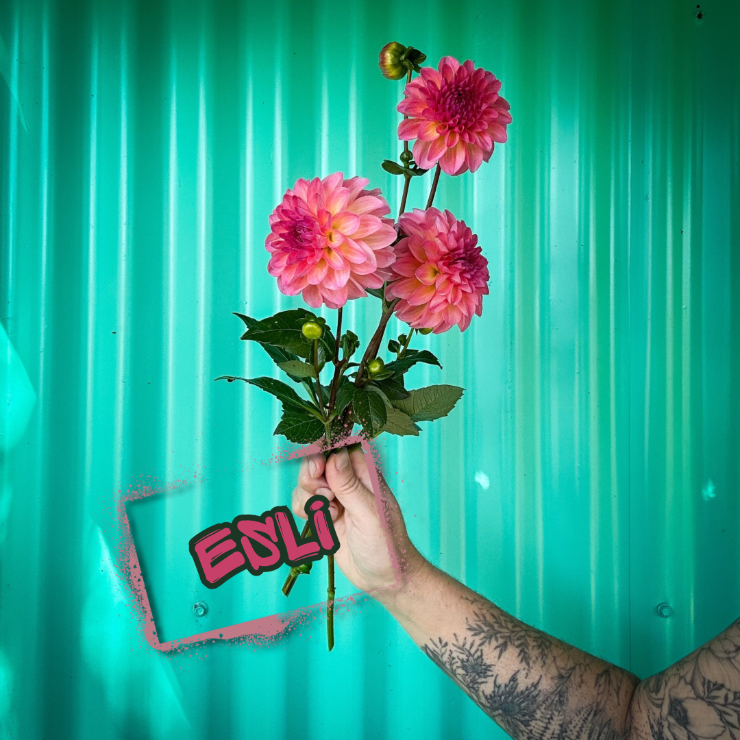Esli Dahlia Tuber