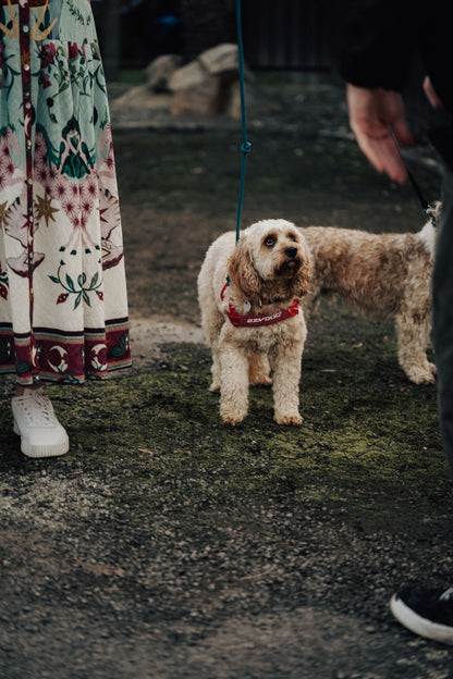 Wedding Photography Packages