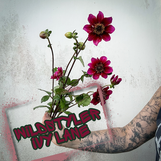 Wildstyler Ivy Lane Dahlia Tuber