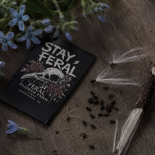 Feral Tweedia Seeds